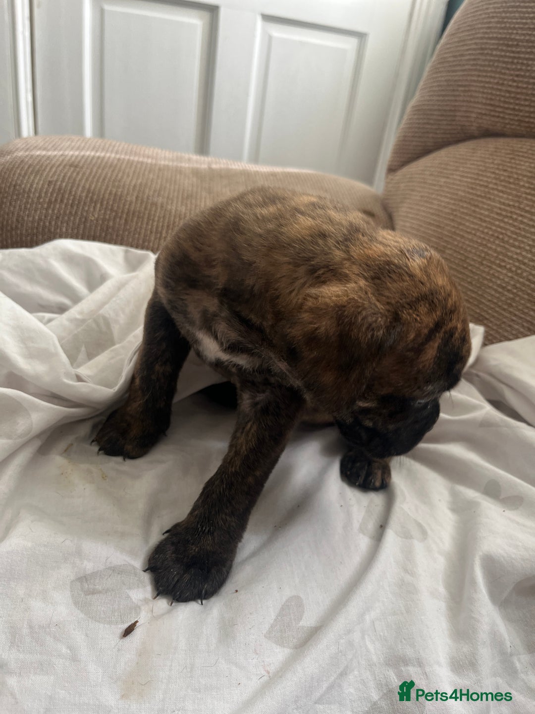 Mixed Breed dogs for sale: MastiffxCane Corso puppies⭐️Ready Now!! - Image 23