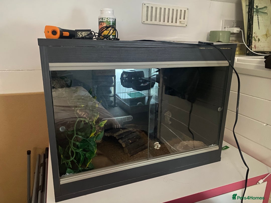 Leopard Gecko reptiles for sale: Leopard gecko for sale (with all accessories) - Image 3