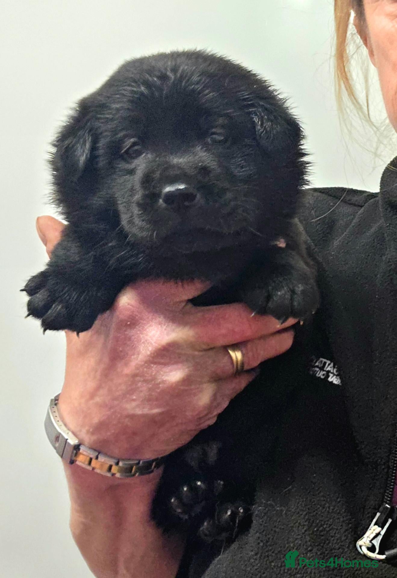 Mixed Breed dogs Gorgeous Chowador puppies. Chow x Lab - Advert 2