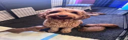 Mixed Breed dogs for sale: 7 week Cockadoodles. Reduced Price.  - Advert 13