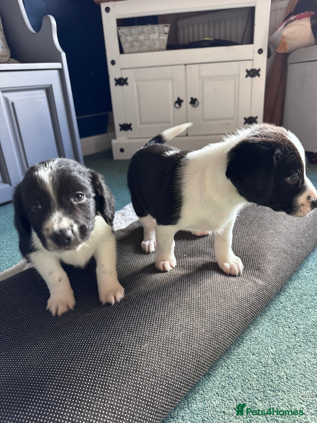 Sprollie dogs for sale: 3 beautiful sprollie pups - Image 12