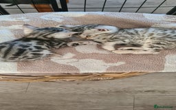 Bengal cats for sale: Full pedigree bengal kittens - Image 15