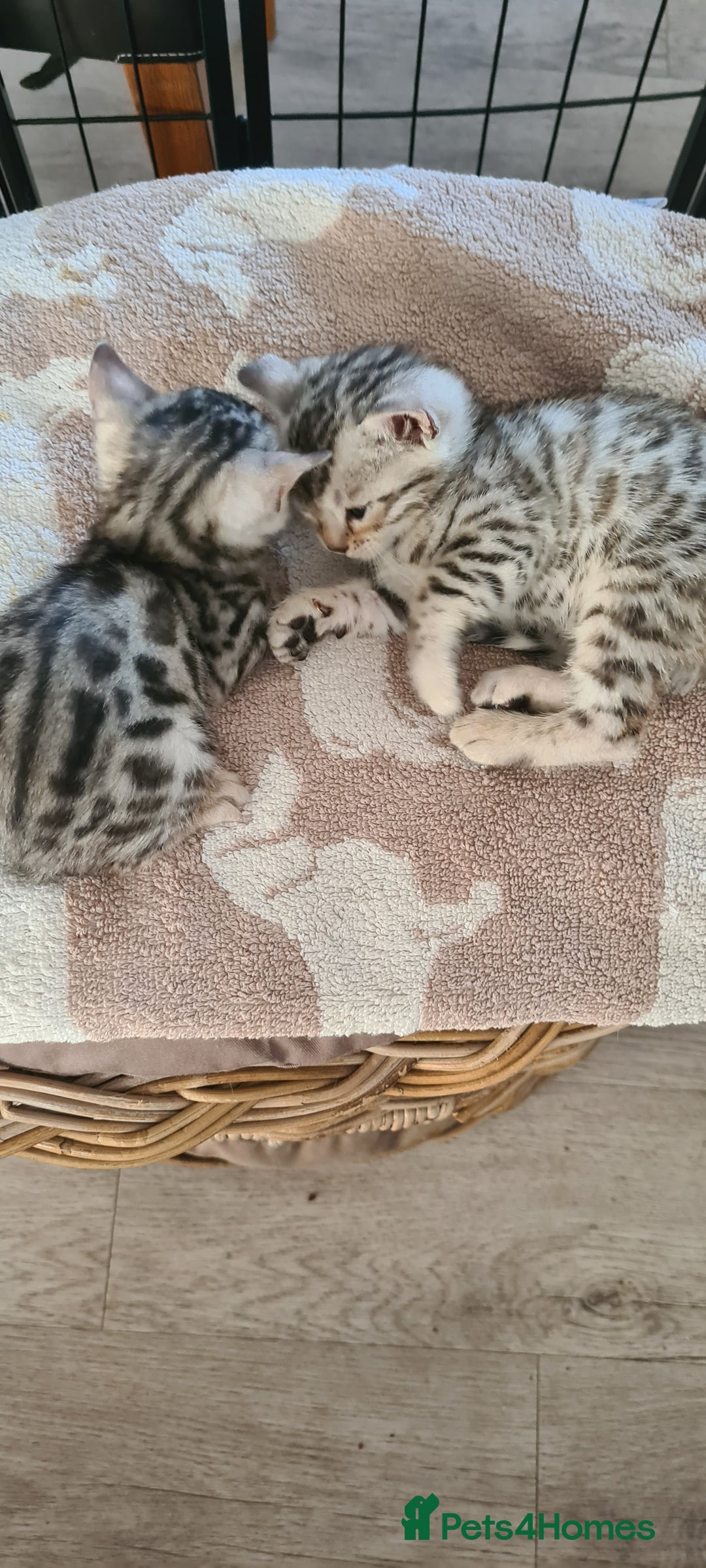 Bengal cats for sale: Full pedigree bengal kittens - Image 15