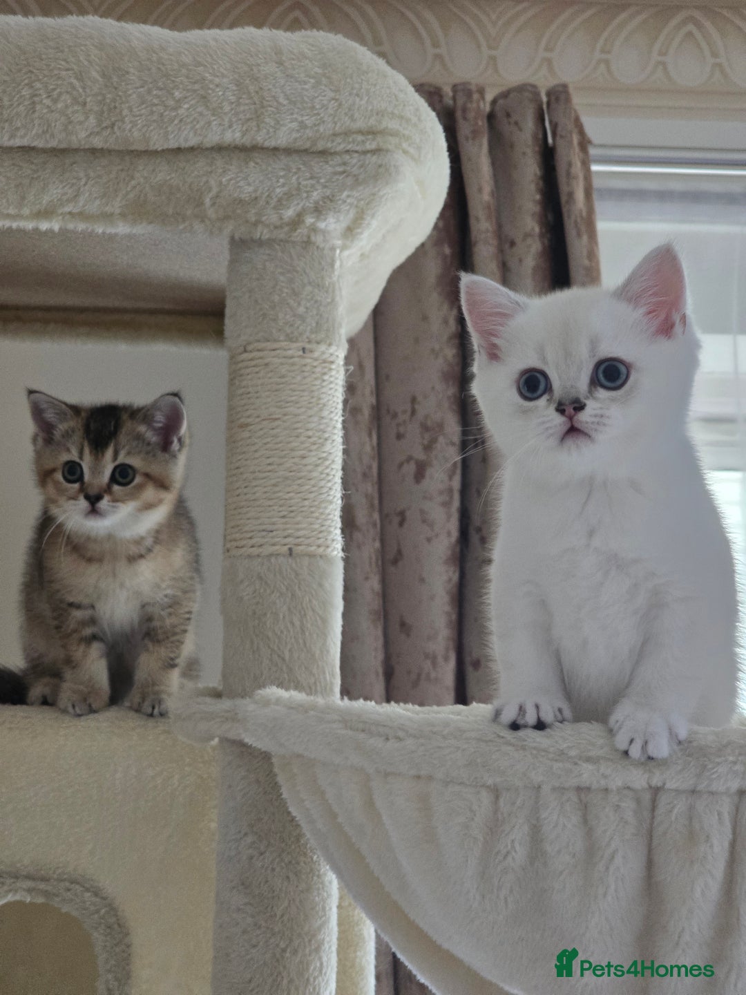 Scottish Fold cats for sale: Scottish Fold and Straight kittens  - Advert 2
