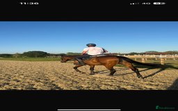 Irish Thoroughbred horses for sale: Rosie.  - Image 2