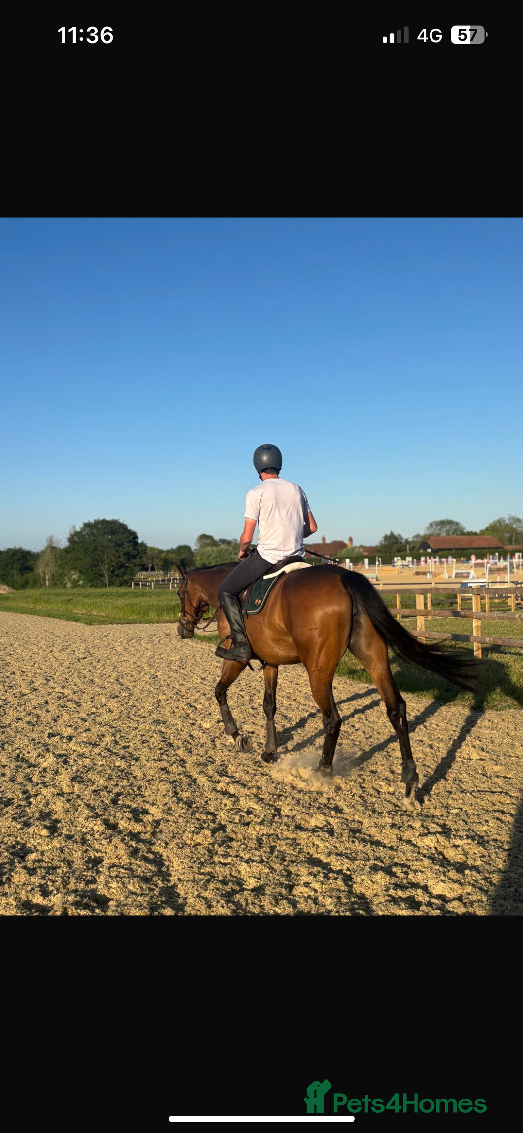 Irish Thoroughbred horses for sale: Rosie.  - Image 2