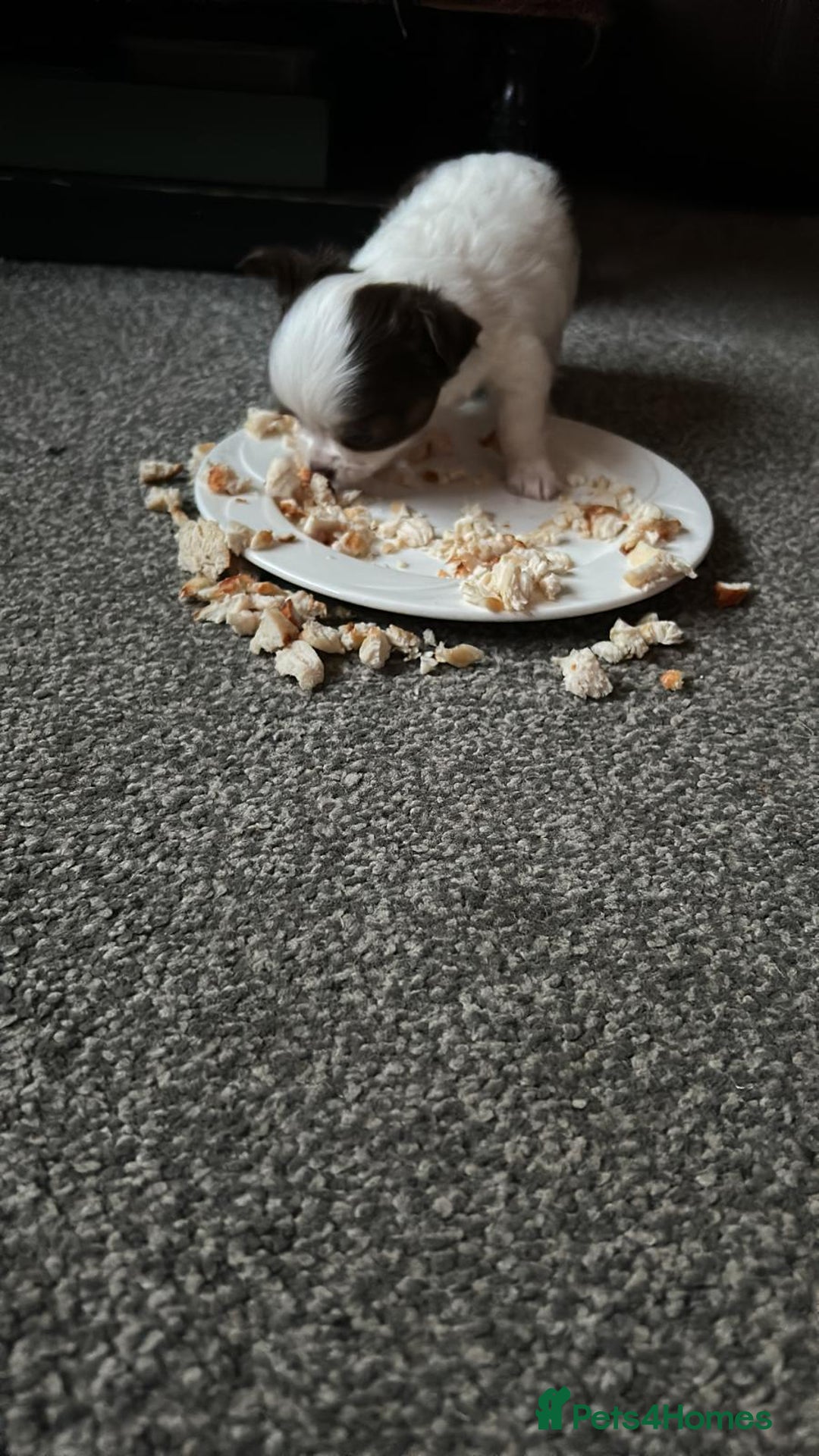 Chihuahua dogs for sale: Chihuahua teacup - Image 32