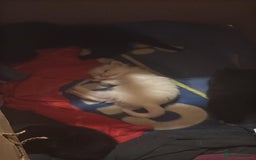 Mixed Breed cats for sale: 4 lovely kittens ready for collection ASAP - Image 2