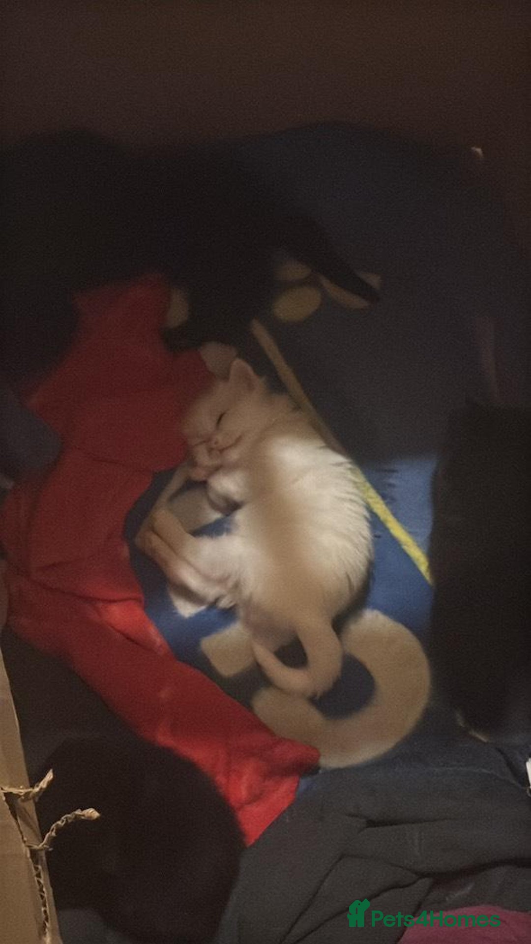 Mixed Breed cats for sale: 4 lovely kittens ready for collection ASAP - Image 2