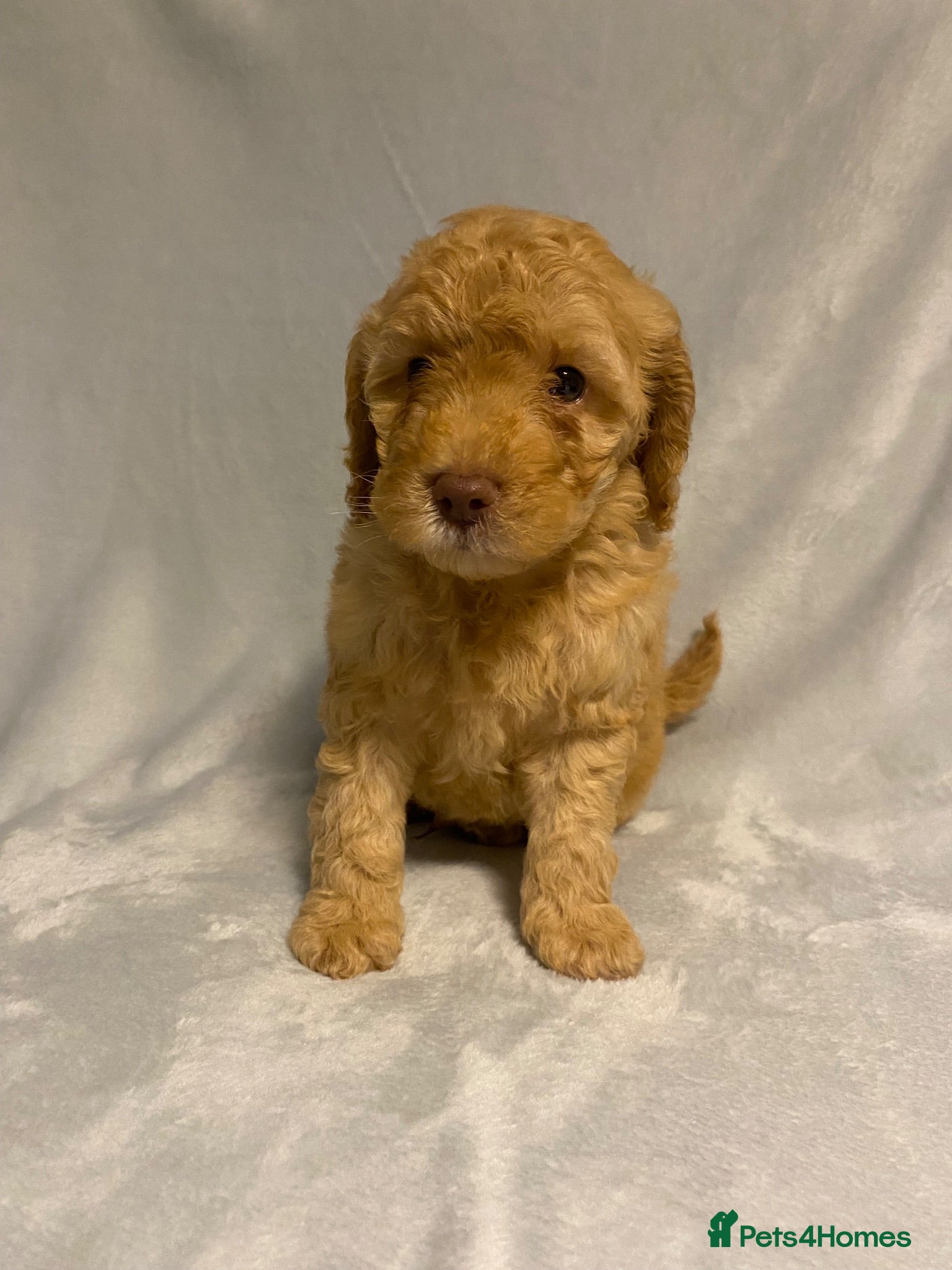 Cockapoo dogs 1 boy available.F1b mini cockapoos Health tested.  - Advert 2