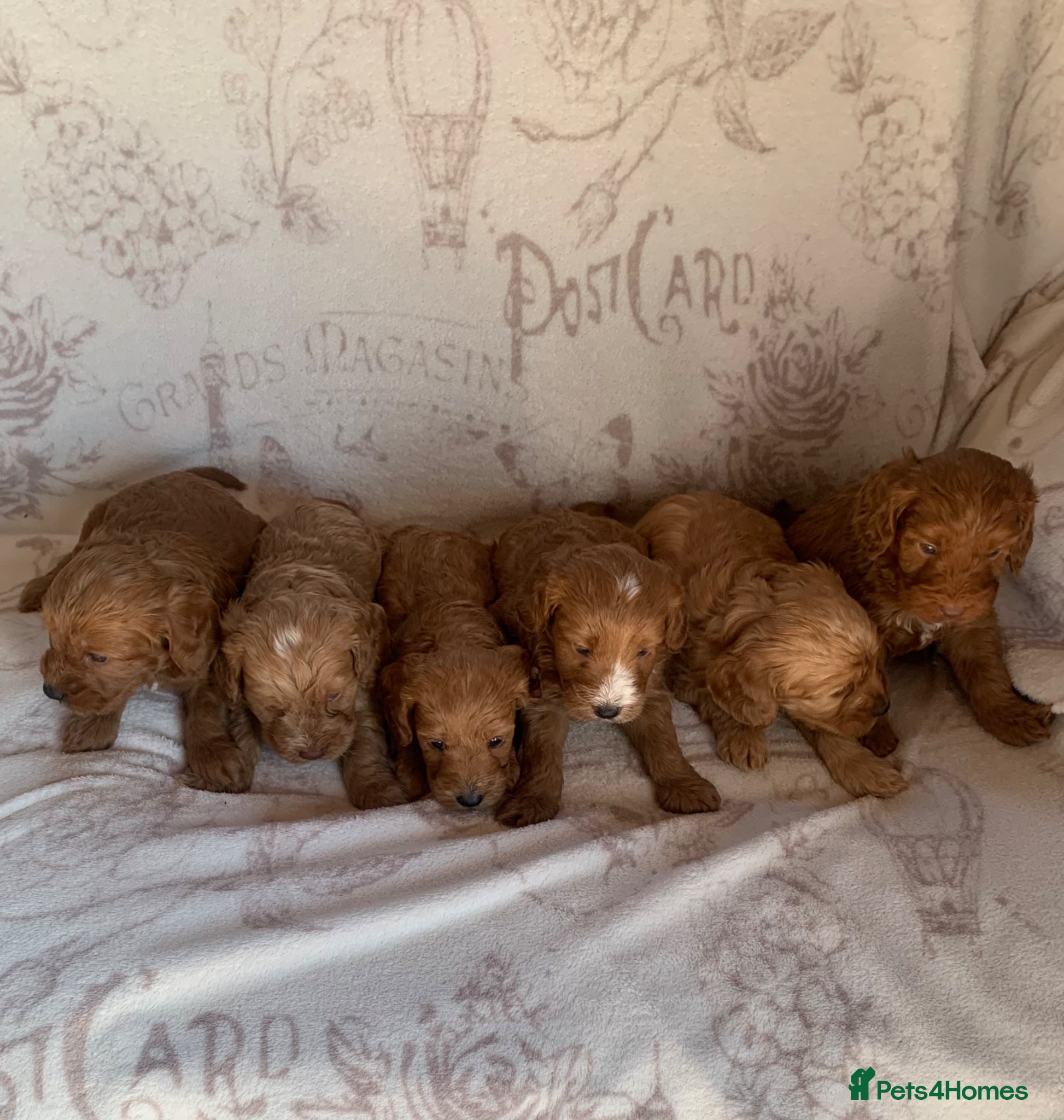 Cockapoo dogs Beautiful litter of F1 Cockapoo puppies  - Advert 1