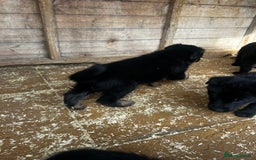 German Shepherd dogs for sale: German shepherd puppies  - Image 3