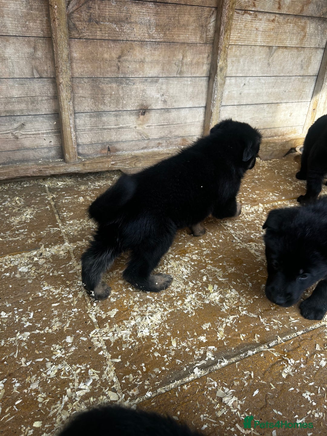 German Shepherd dogs for sale: German shepherd puppies  - Image 3