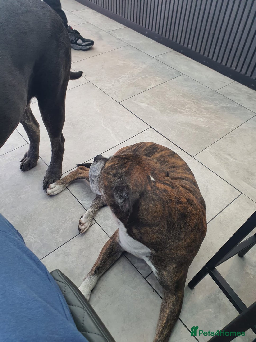 Mixed Breed dogs for sale: Staffy pups - Advert 3