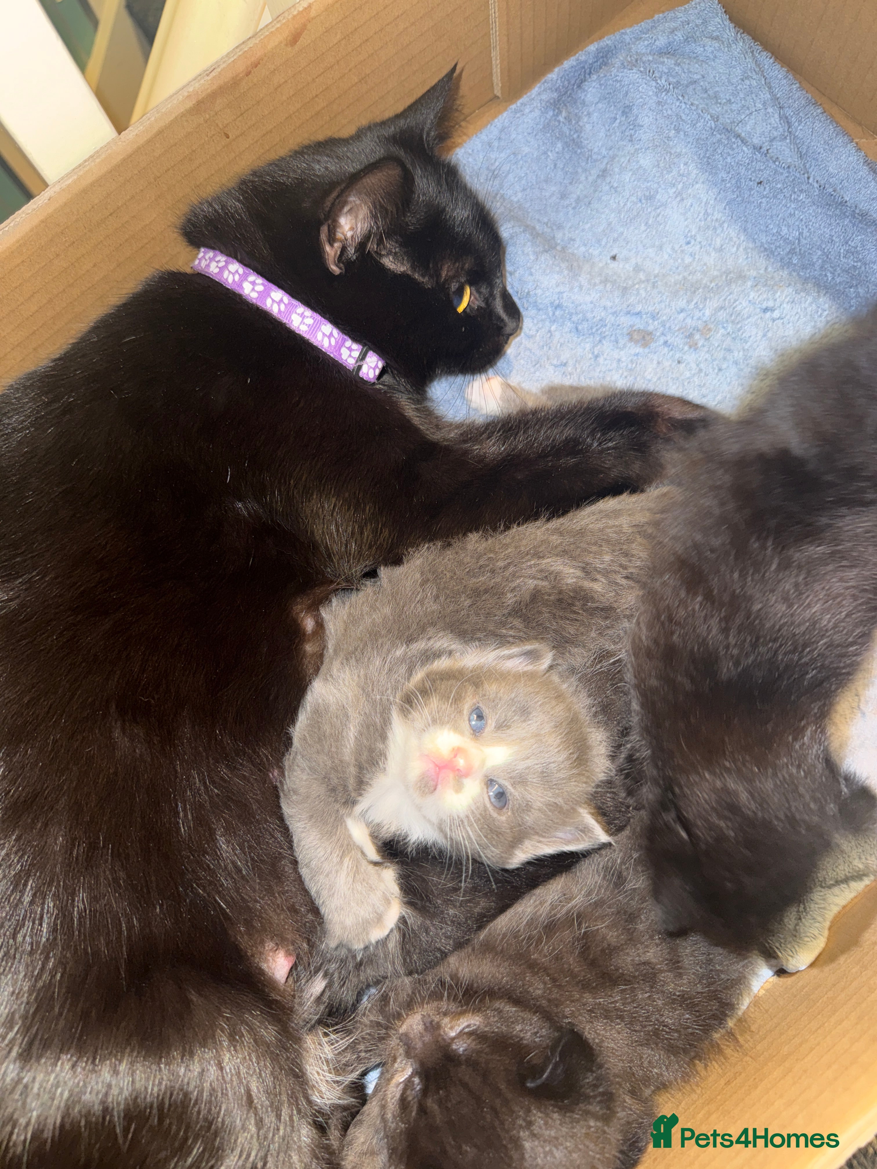 British Shorthair cats ADORABLE KITTENS FOR SALE - READY SOON! - Advert 2