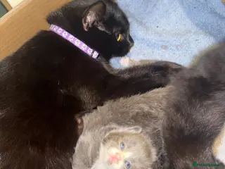 British Shorthair cats ADORABLE KITTENS FOR SALE - READY SOON! - Advert 2