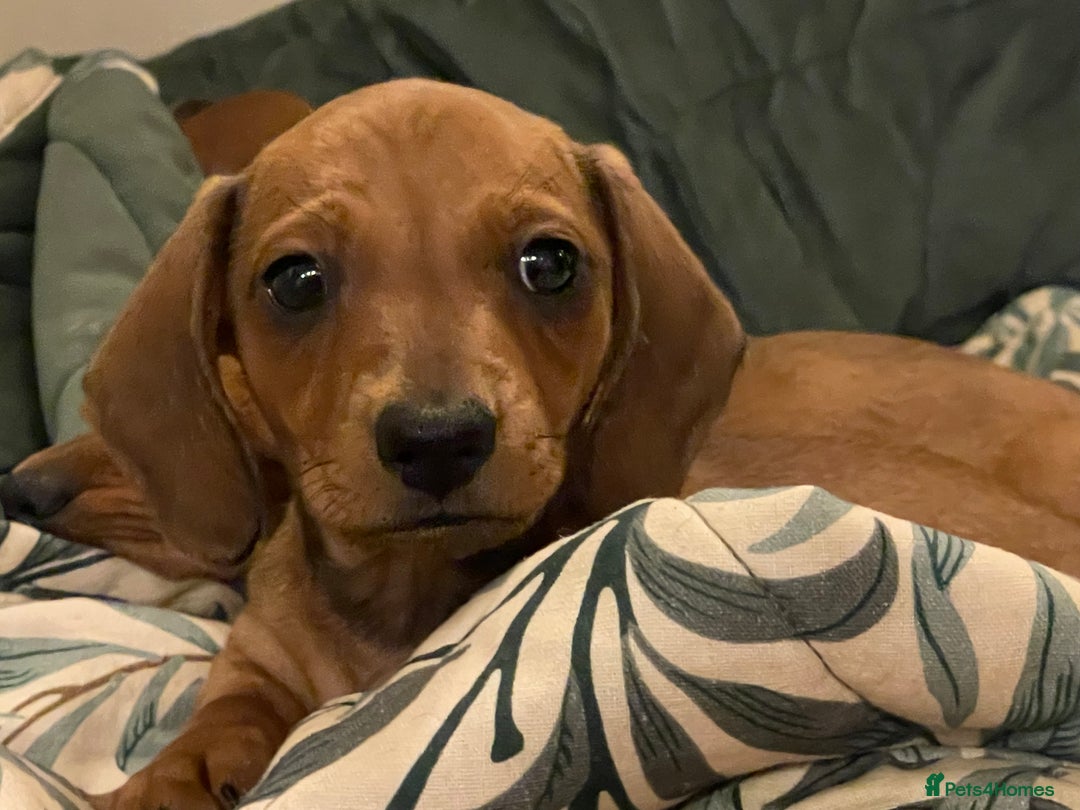 Miniature Dachshund dogs for sale: 🌭 Little Sausages Looking for Big Love! ❤️🐾 - Image 7
