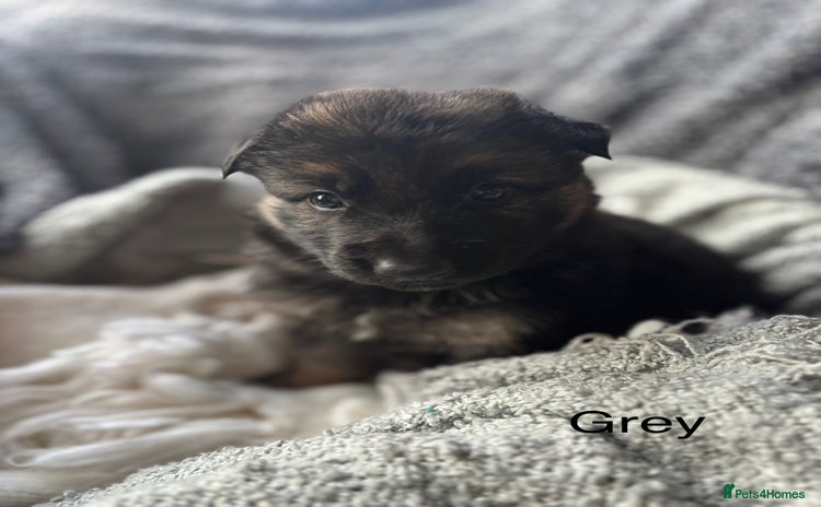 German Shepherd dogs - Advert 3