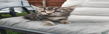 Domestic Shorthair 3