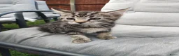 Domestic Shorthair cats for sale: 4 little kittens are looking for a family in Norwich - Advert 2