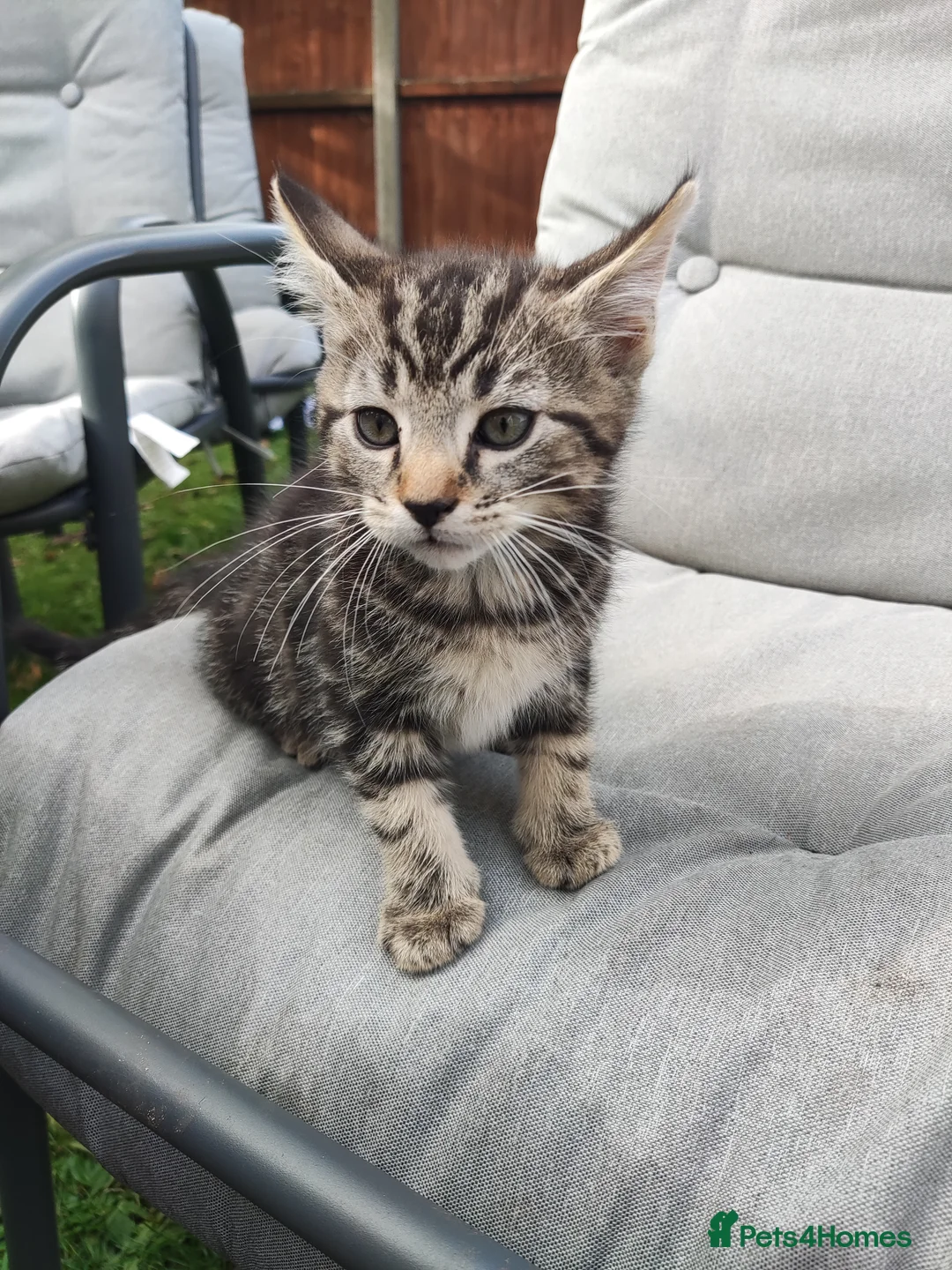 Domestic Shorthair cats for sale: 4 little kittens are looking for a family in Norwich - Advert 2