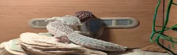 Leopard Gecko reptiles for sale: Two Beautiful Female Leopard Geckos - Advert 4