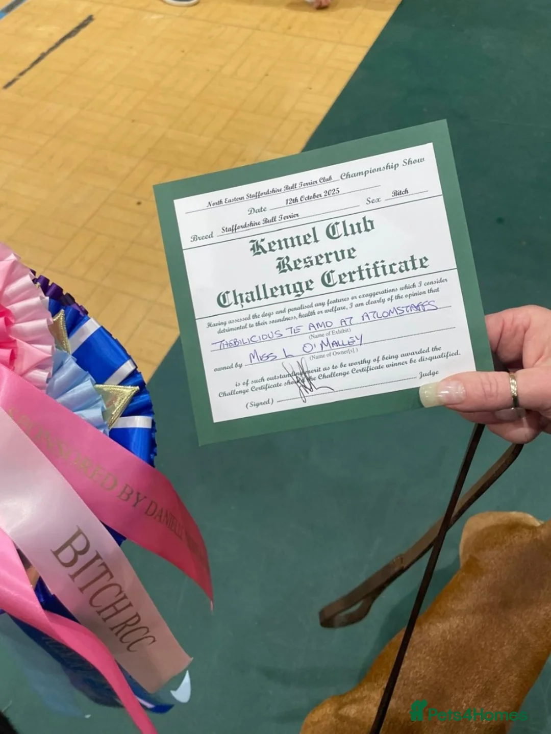 Staffordshire Bull Terrier dogs for sale: Kc registered Staffordshire bull terrier pups  - Advert 13