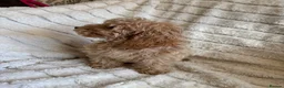 Cockapoo dogs for sale: Because puppy's  in Worksop - Advert 11