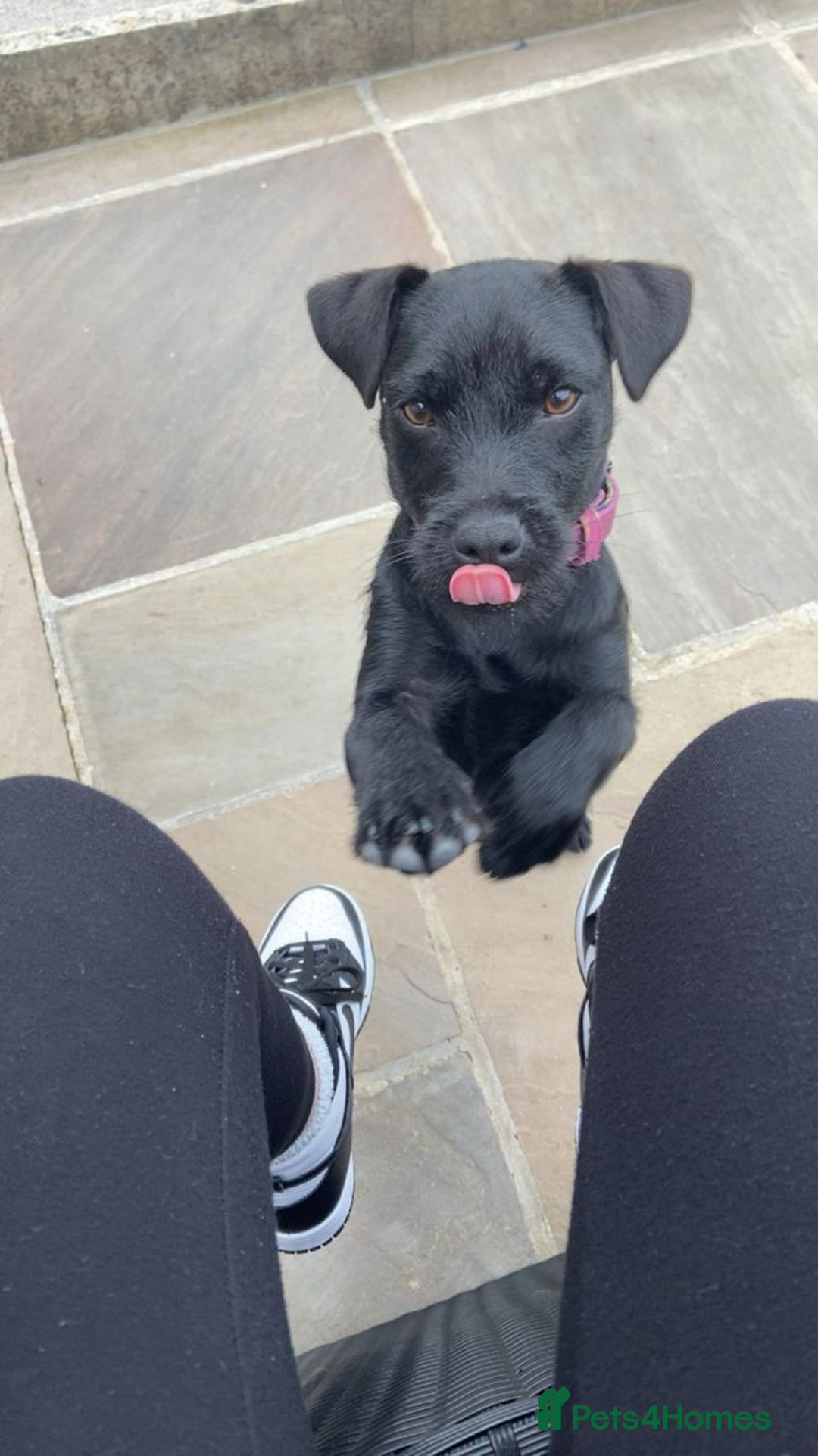 Patterdale Terrier dogs for sale: BEAUTIFUL PATTERDALE TERRIERS FOR SALE  - Advert 16