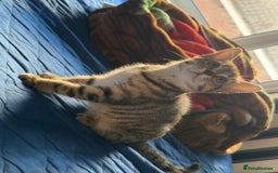Domestic Shorthair cats for sale: 4 beautiful kittens, £100 each!! - Image 9