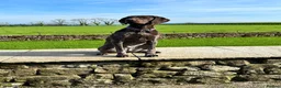 German Shorthaired Pointer dogs for sale: Strong superior Liver & White GSP puppies  in Carnforth - Advert 1
