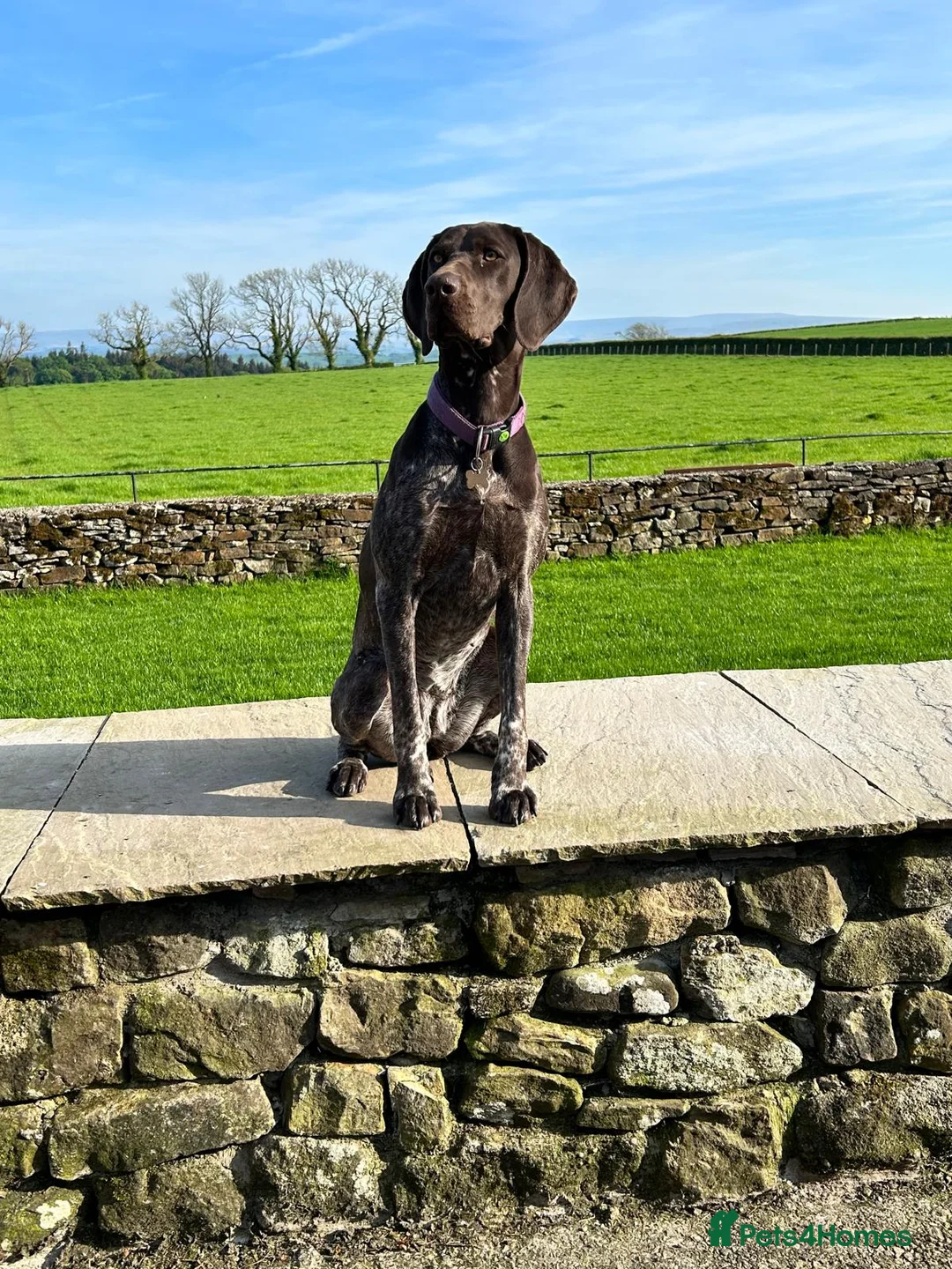 German Shorthaired Pointer dogs for sale: Strong superior Liver & White GSP puppies  in Carnforth - Advert 1