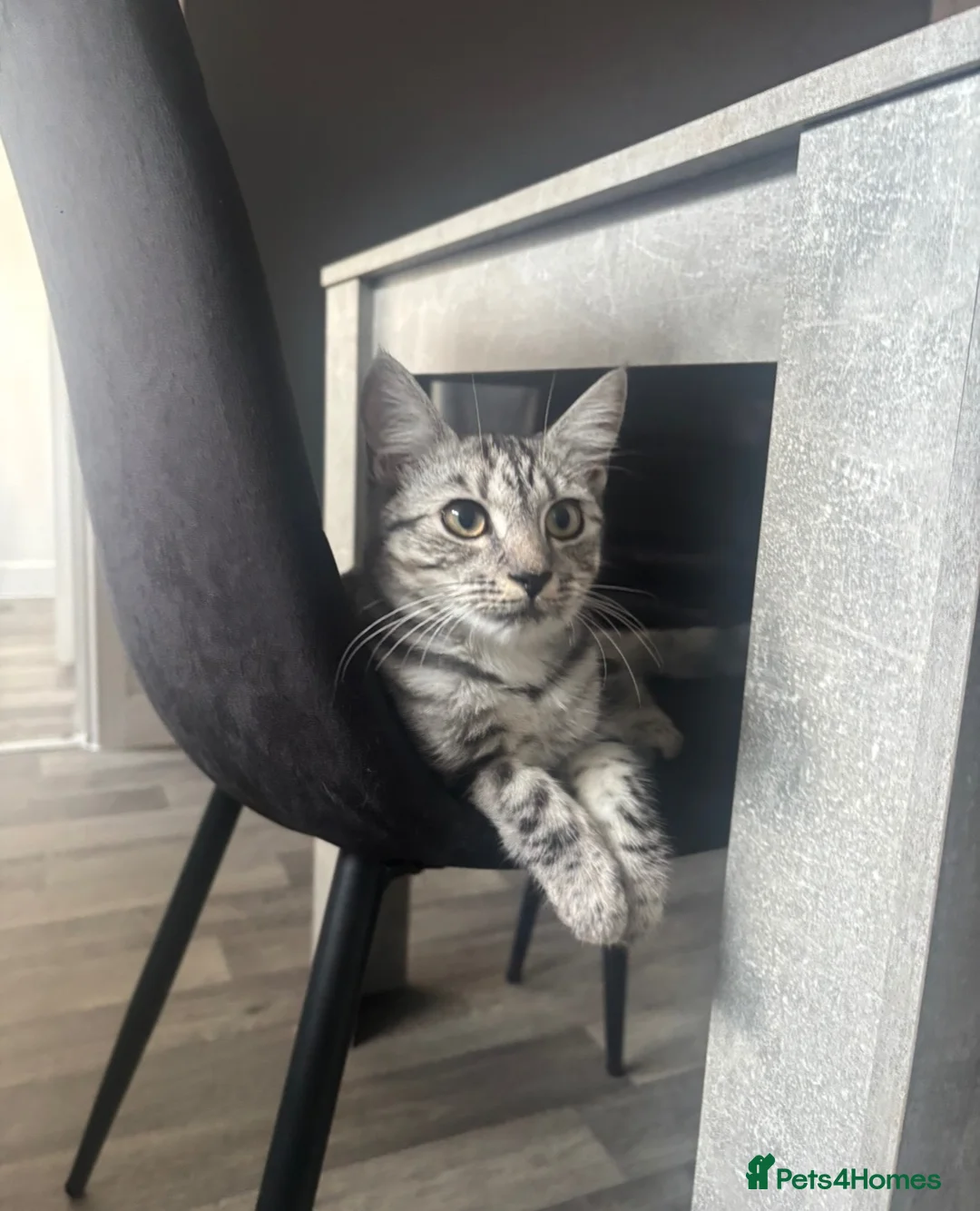 Mixed Breed cats for sale: 6 month female for sale - Advert 7