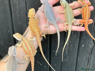 Bearded Dragon reptiles for sale: Various Bearded Dragon Morph Babies - Advert 2