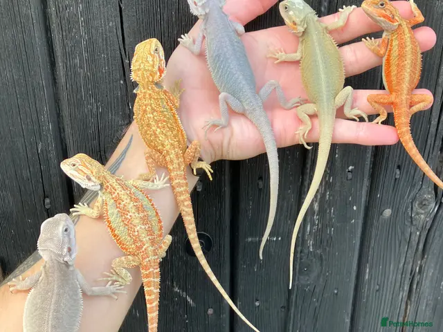 Bearded Dragon reptiles Various Bearded Dragon Morph Babies - Advert 2