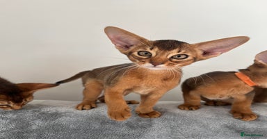 Abyssinian cats - Advert 3