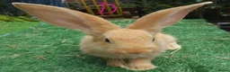 Continental Giant rabbits for sale: PURE Continental Giants VACCINATED 3 IN 1 RESERVE  - Advert 5