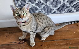 Savannah cats for sale: Beautiful Savannah F4 registered  - Image 9
