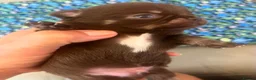 Chihuahua dogs for sale: BEAUTIFUL TINY CHOCOLATE BOYS - Advert 6