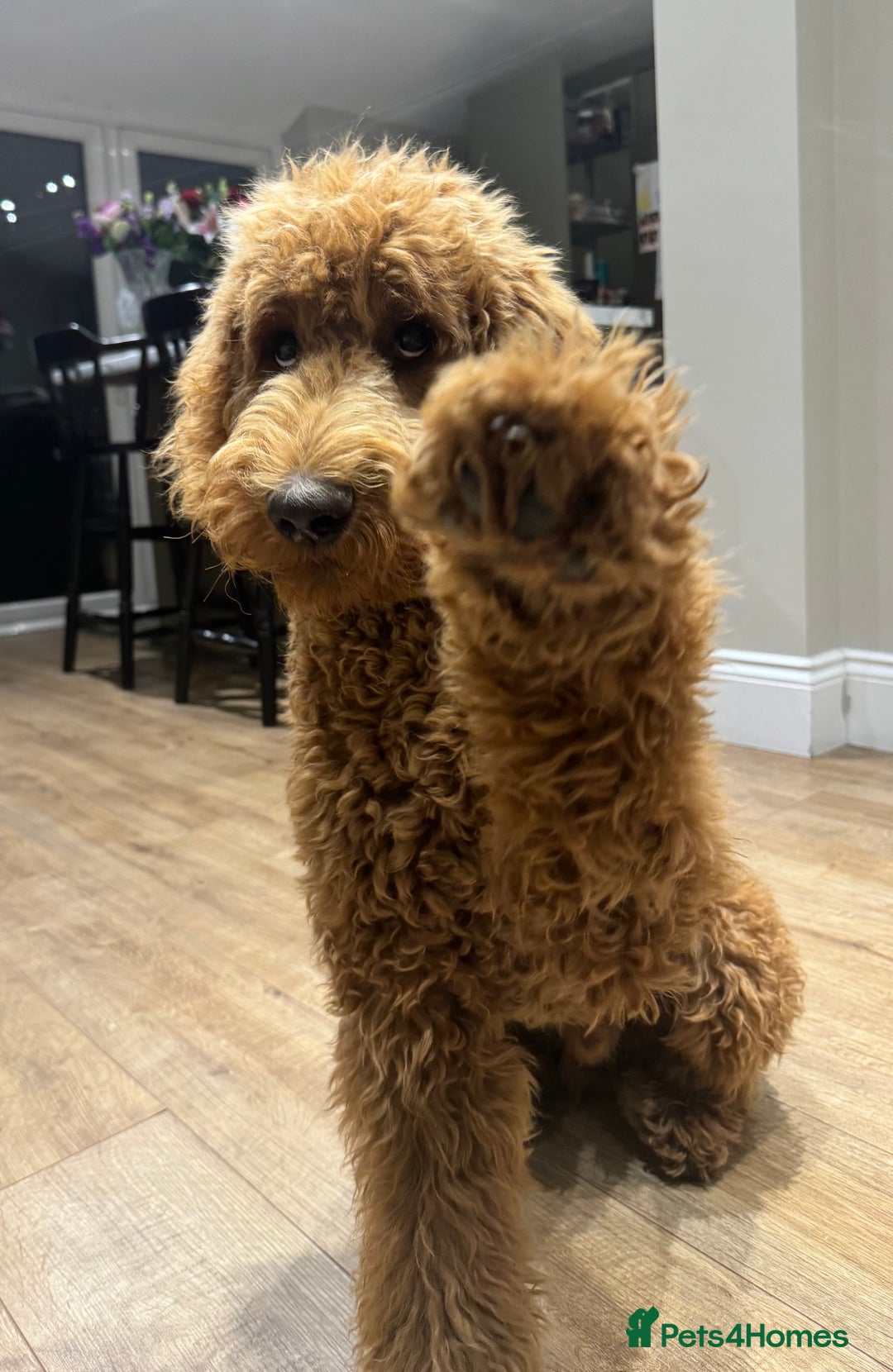Goldendoodle dogs for stud: Showstopper Goldendoodle for stud - Image 4