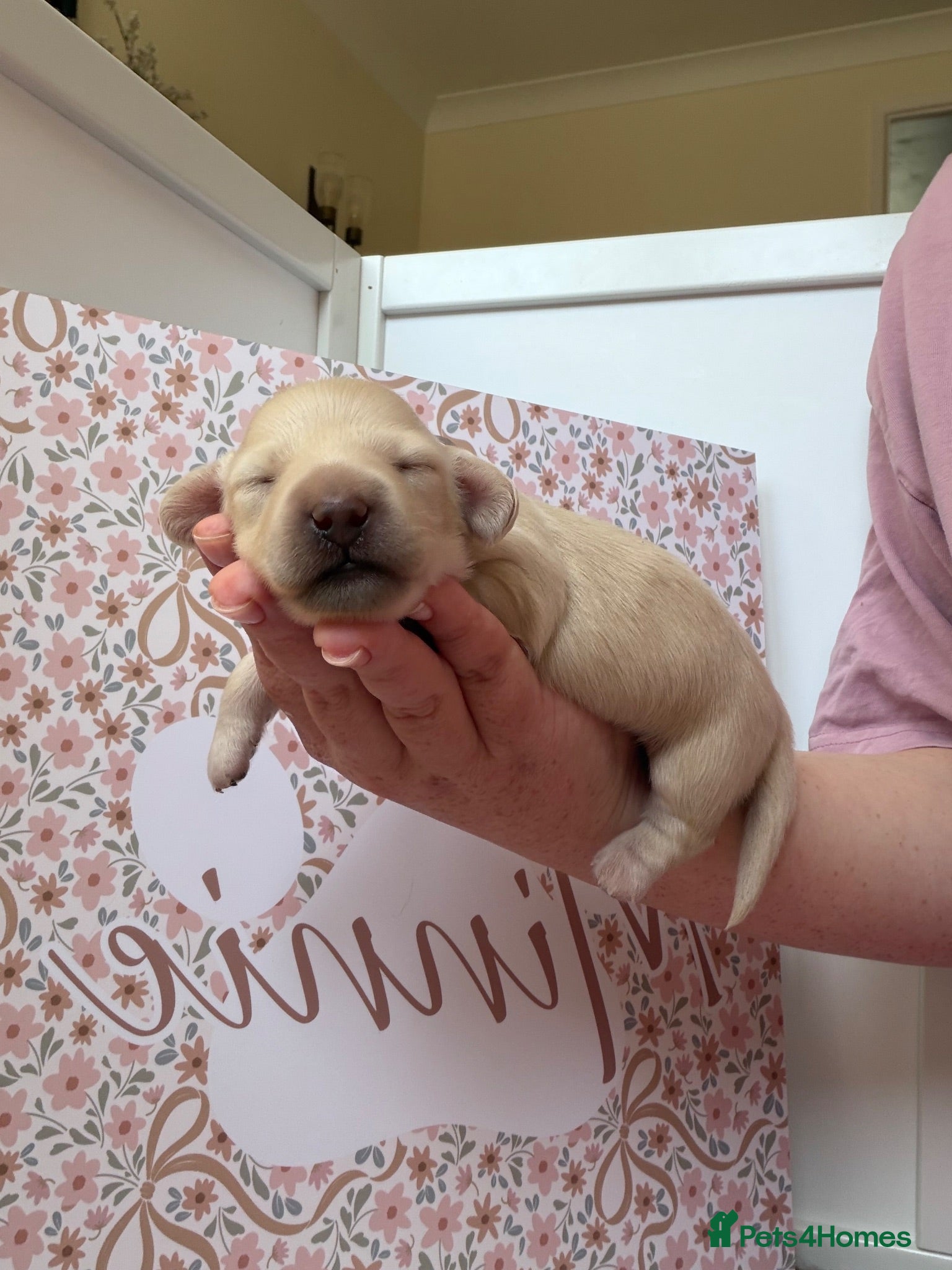 Miniature Dachshund dogs 🍦CREAM KC LONGHAIR MINI DAXI GIRLS🌞 - Advert 9