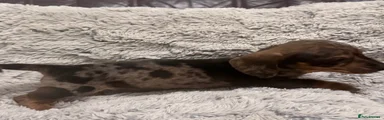 Miniature Dachshund Puppy 1