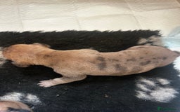 Great Dane dogs for sale: Stunning puppies, health tested KC parents. - Image 4