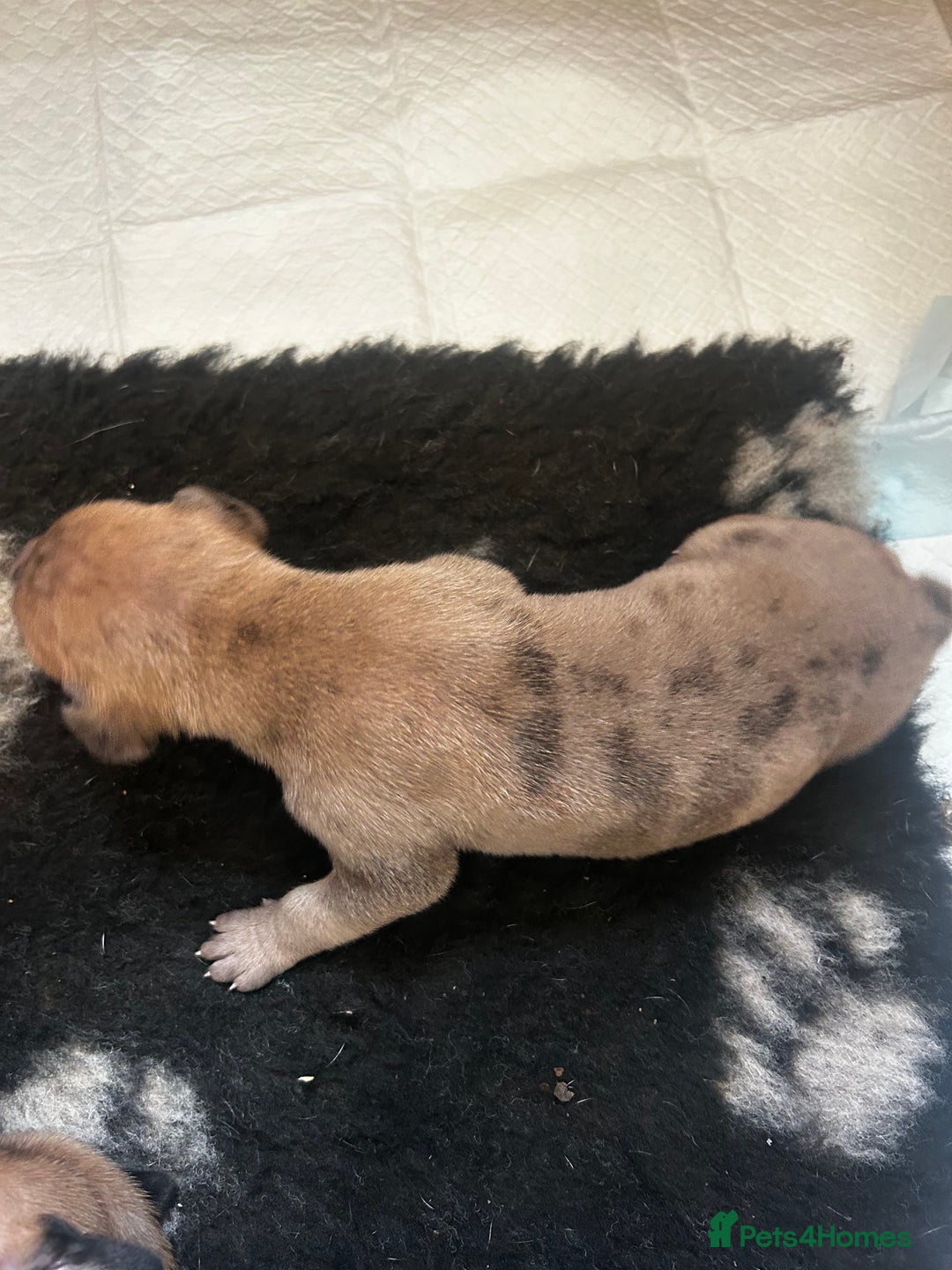 Great Dane dogs for sale: Stunning puppies, health tested KC parents. - Image 4