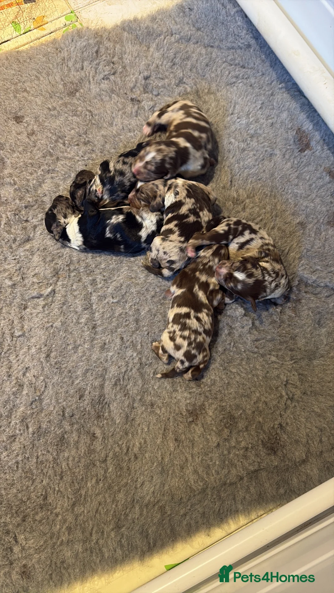Sproodle dogs for sale: Gorgeous F1 Merle Sproodles  - Advert 1