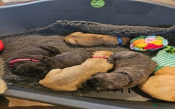 Bullmastiff dogs for sale: Quality Health Tested KC Bullmastiffs - Advert 4