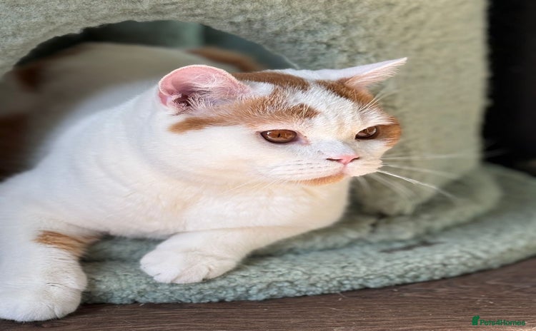British Shorthair cats - Advert 12