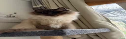 Ragdoll cats for sale: Loving Seal Point Ragdoll Looking For a New Home - Advert 6