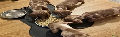 Miniature Dachshund Puppy 4