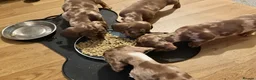 Miniature Dachshund dogs for sale: Miniature short hair dachshund  - Advert 2